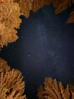 IMG_5285.JPEG